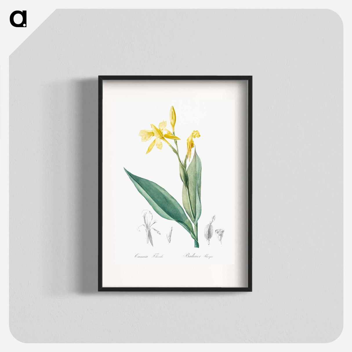 Bandana of the everglades illustration - Pierre Joseph Redouté Poster.