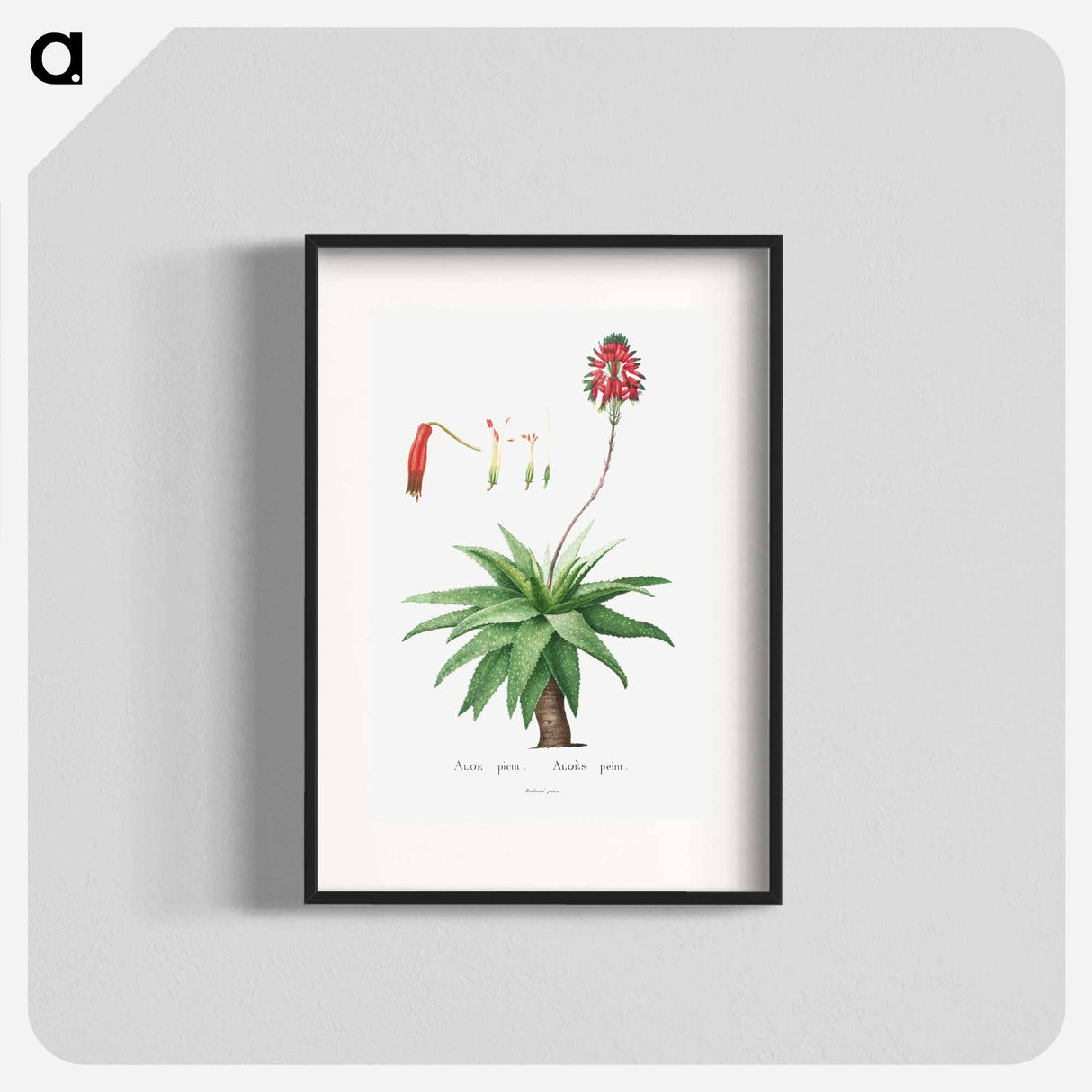 アートポスター-Aloe Picta - ピエール ジョゼフ ルドゥーテ Poster.