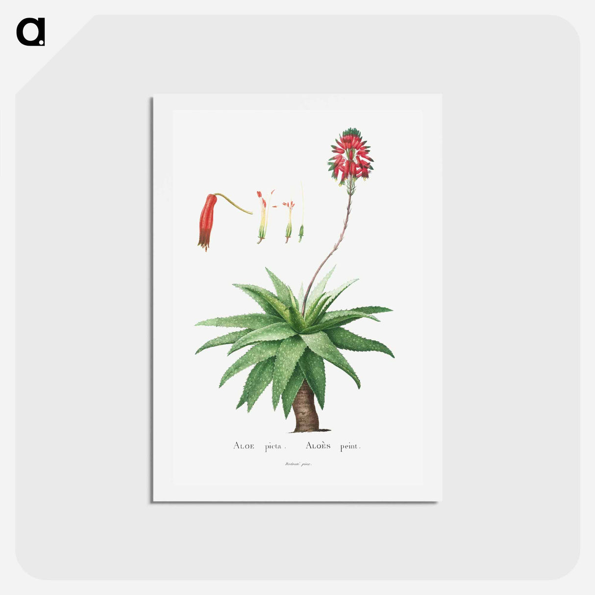 アートポストカード-Aloe Picta - ピエール ジョゼフ ルドゥーテ Postcard.
