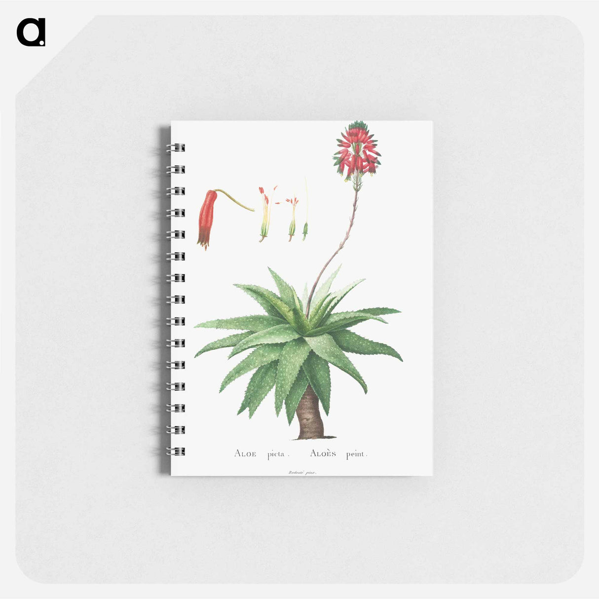 アートメモ帳-Aloe Picta - ピエール ジョゼフ ルドゥーテ Memo.