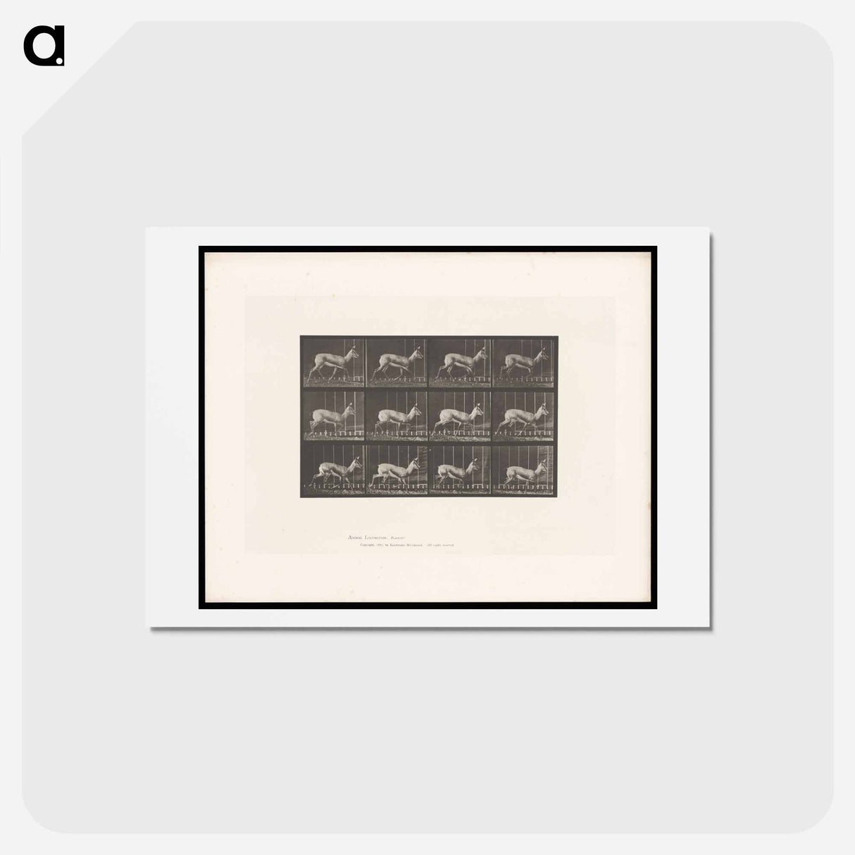 アートポストカード-Running Antelope
- エドワード マイブリッジ Postcard.