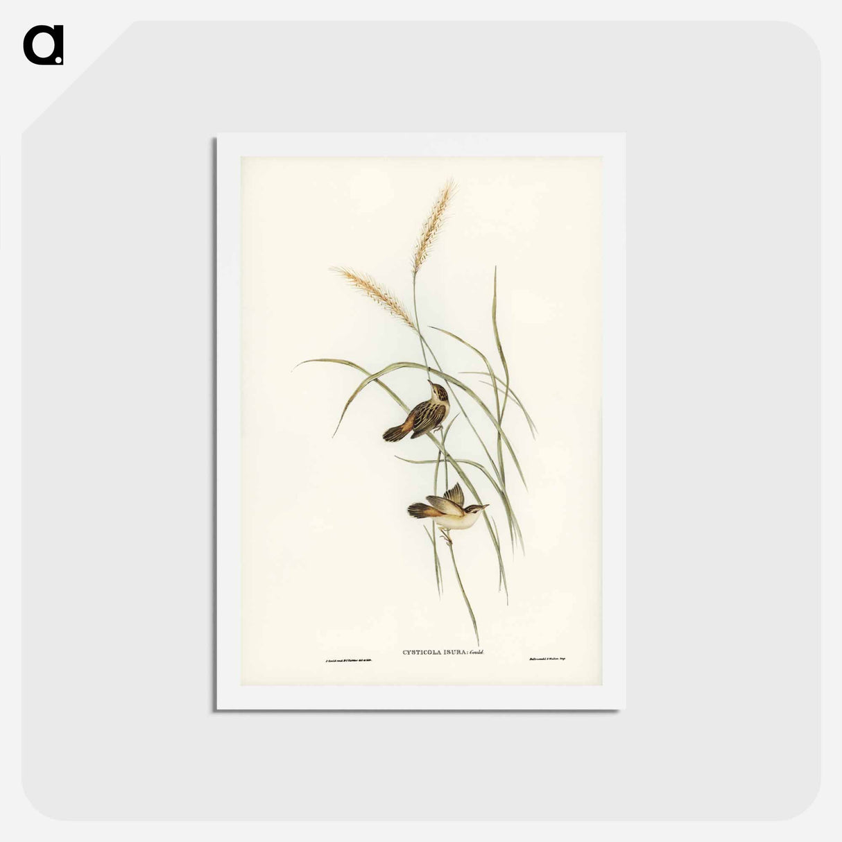 アートポストカード-Square-tailed Warbler
- ジョン グールド Postcard.