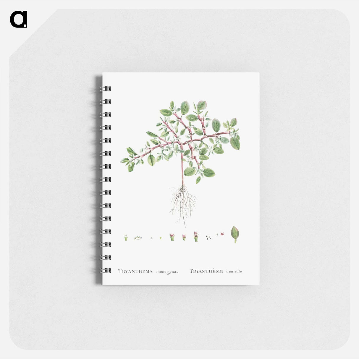 アートメモ帳-Trianthema Monogyna (Desert Horsepurslane) - ピエール ジョゼフ ルドゥーテ Memo.