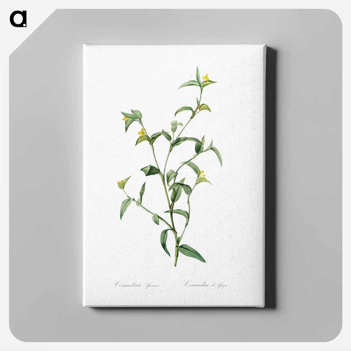 アートパネル-Commelina africana - ピエール ジョゼフ ルドゥーテ Canvas.