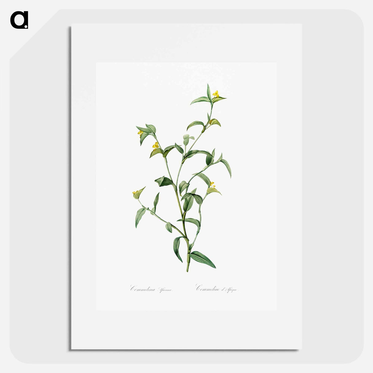 Commelina africana - Pierre Joseph Redouté Poster.