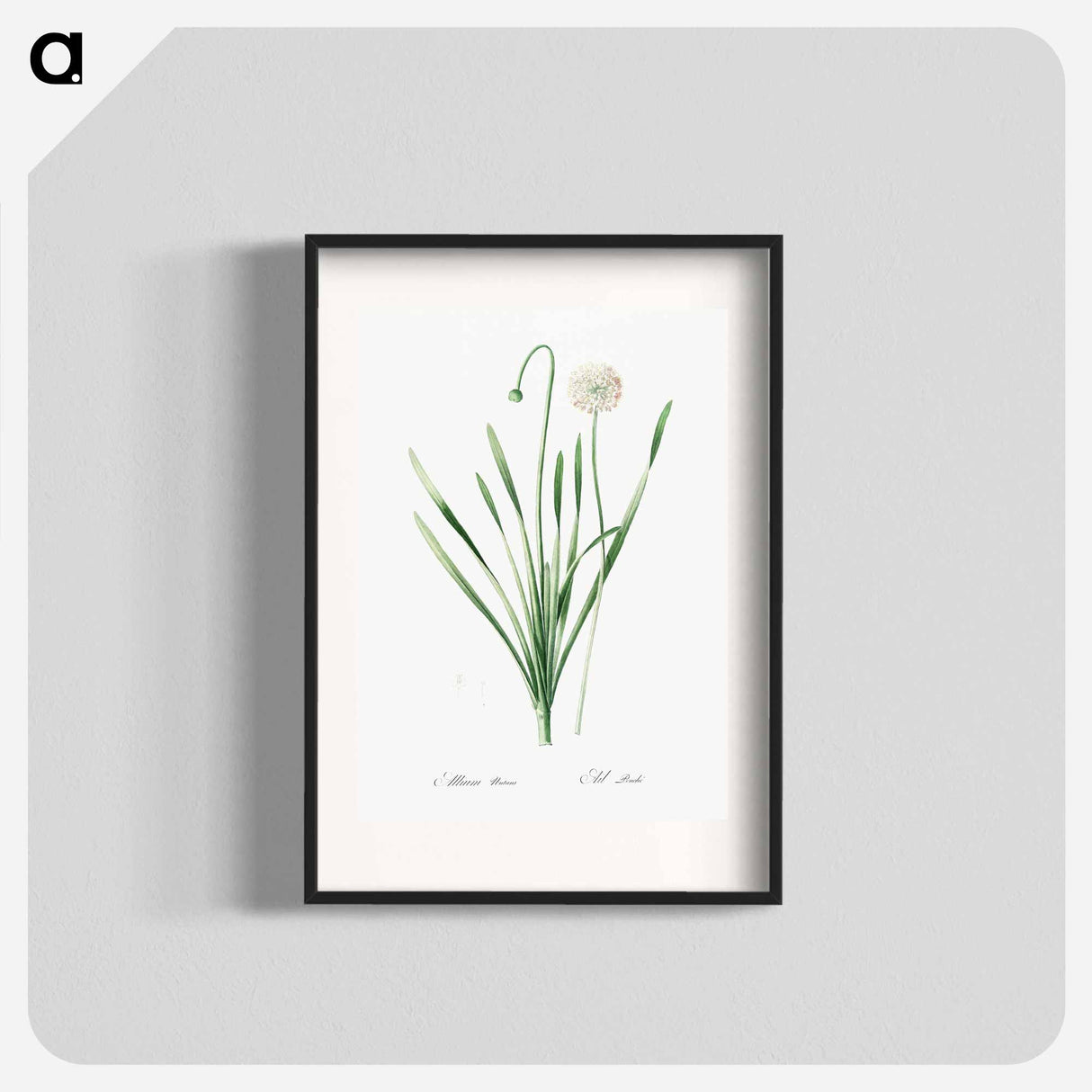 アートポスター-Blue chives illustration - ピエール ジョゼフ ルドゥーテ Poster.