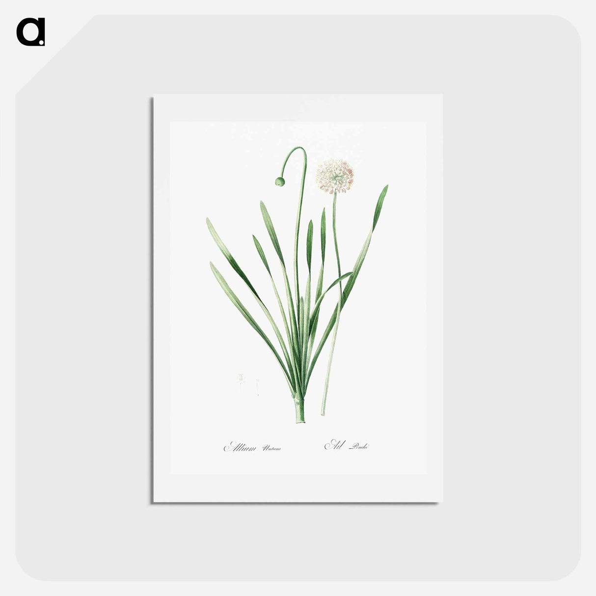 アートポストカード-Blue chives illustration - ピエール ジョゼフ ルドゥーテ Postcard.