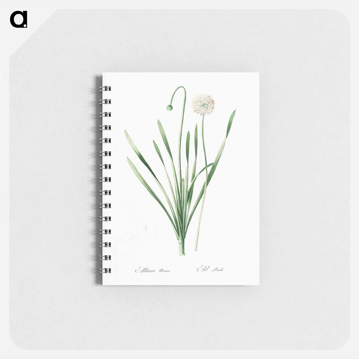 アートメモ帳-Blue chives illustration - ピエール ジョゼフ ルドゥーテ Memo.