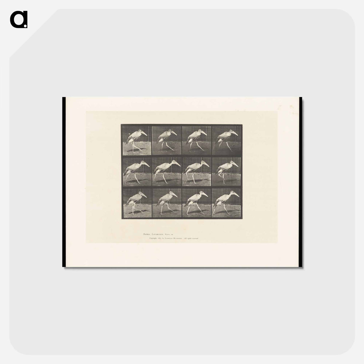 アートポストカード-Stork Walking
- エドワード マイブリッジ Postcard.