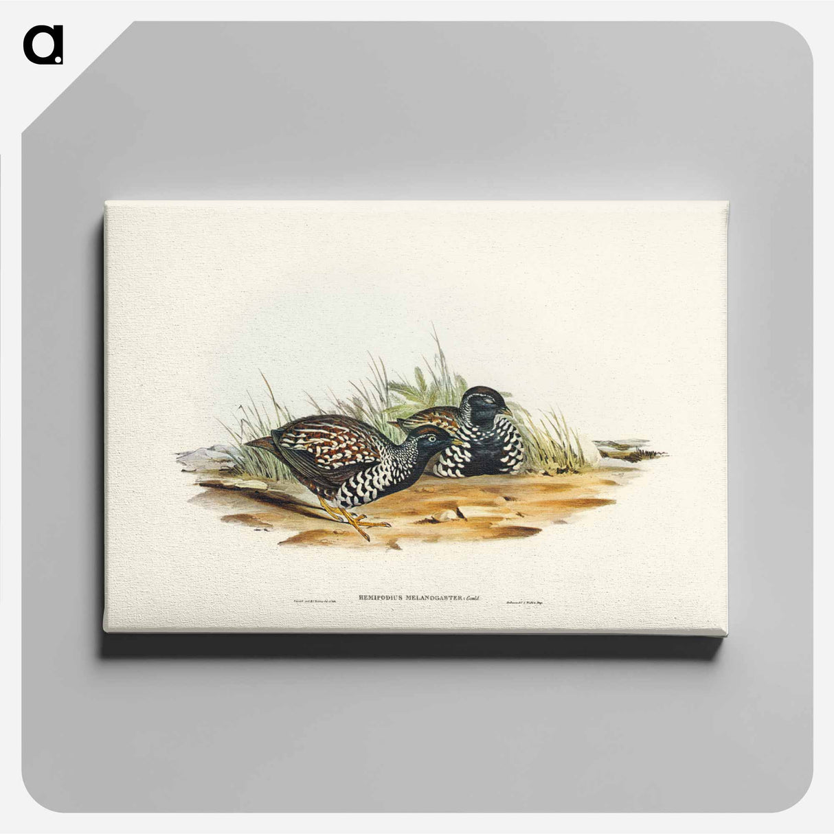アートパネル-Black-breasted Hemipode
- ジョン グールド Canvas.