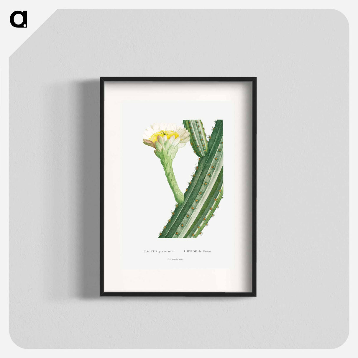 Cactus Peruvianus - Pierre Joseph Redouté Poster.