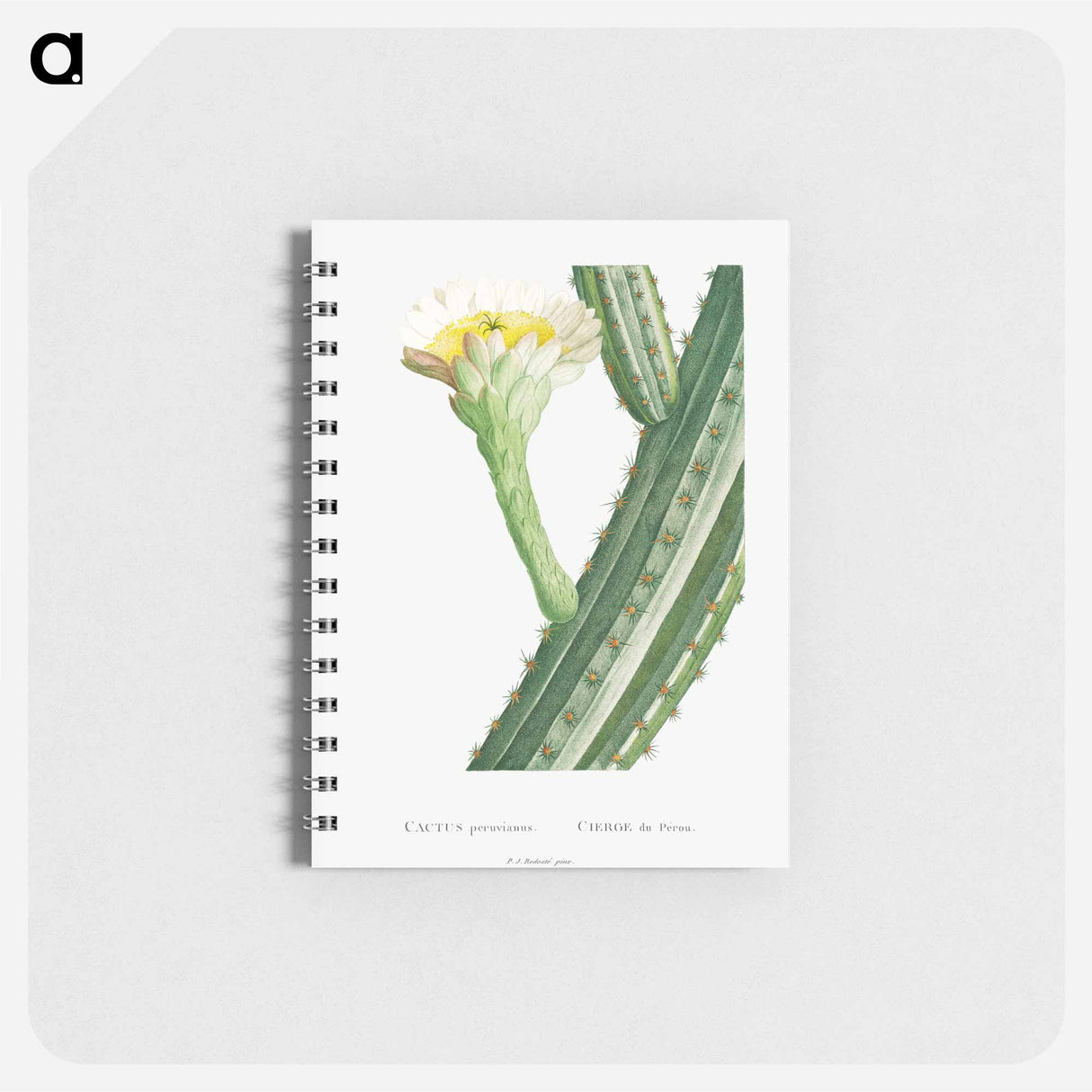 Cactus Peruvianus - ピエール ジョゼフ ルドゥーテ Memo.