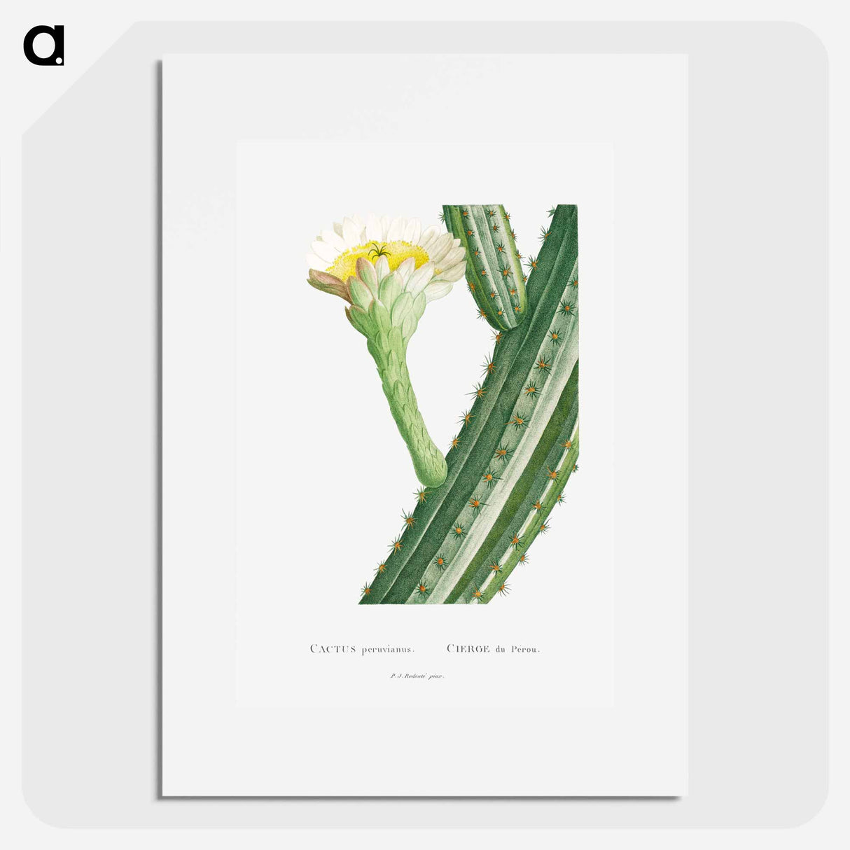 Cactus Peruvianus - Pierre Joseph Redouté Poster.