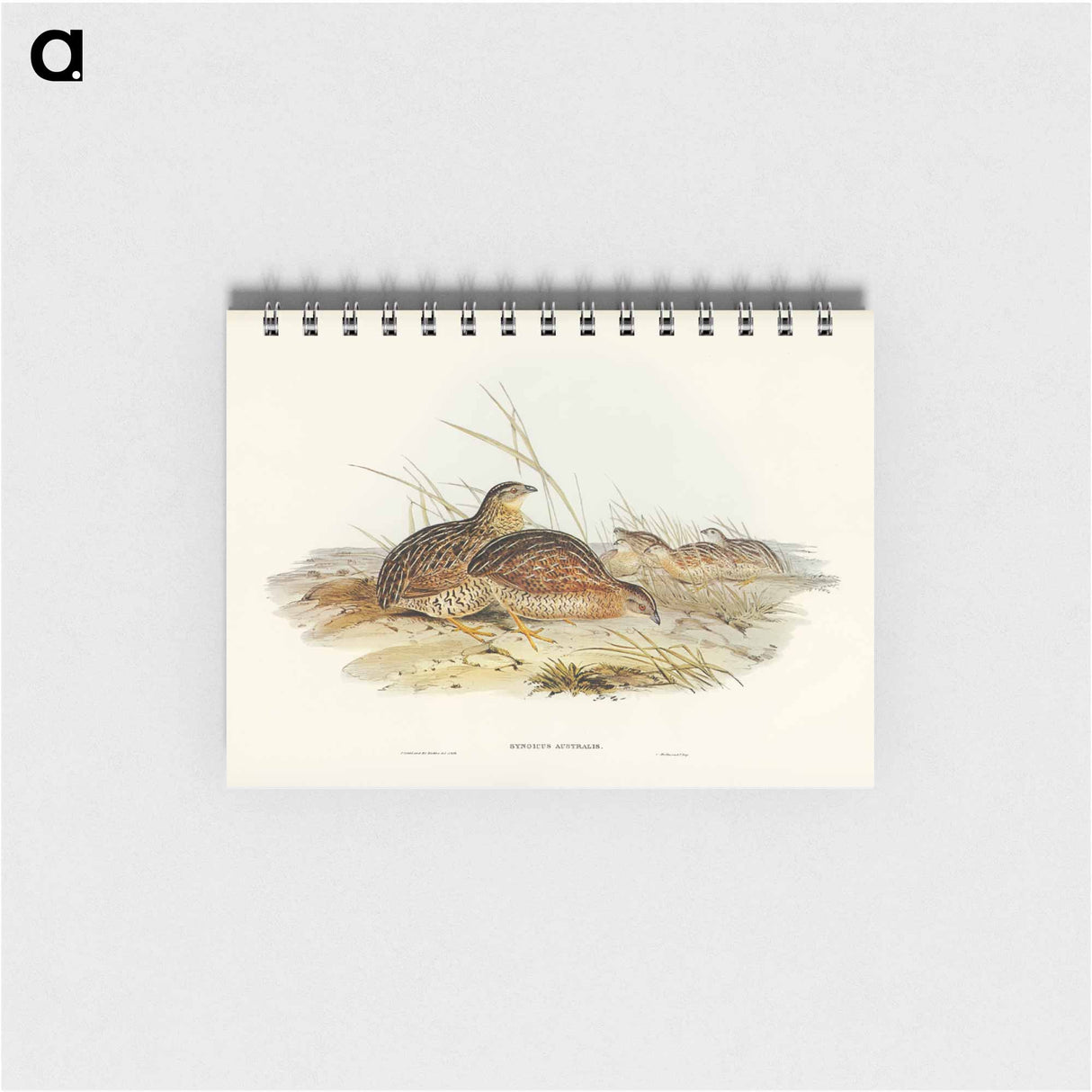 アートメモ帳-Australian Partridge
- ジョン グールド Memo.