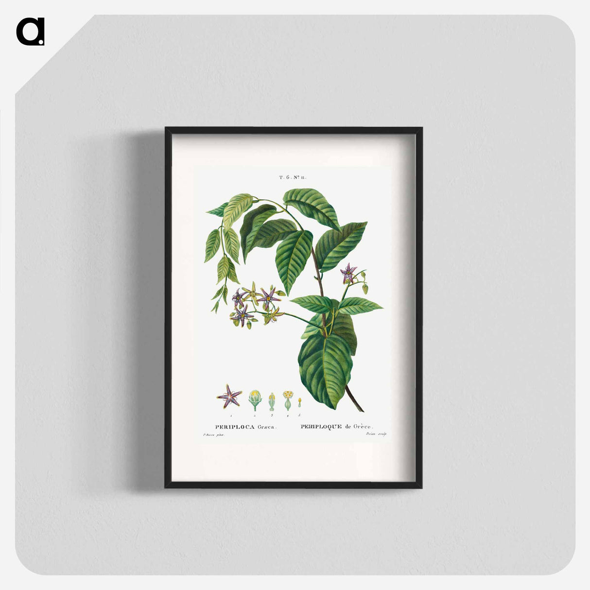 Silkvine, Periploca Graeca - Pierre-Joseph Redouté Poster.