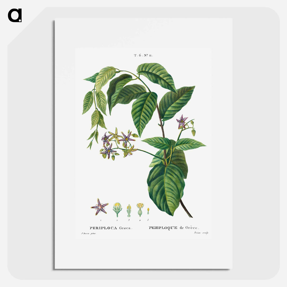 Silkvine, Periploca Graeca - Pierre-Joseph Redouté Poster.