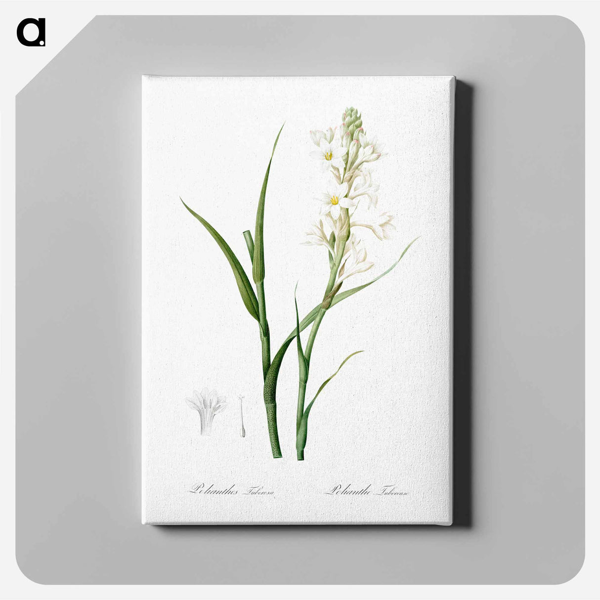 Polianthes tuberosa illustration - Pierre-Joseph Redouté Canvas.