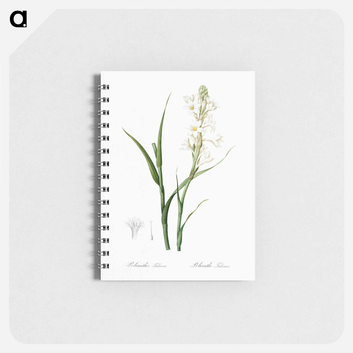 アートメモ帳-Polianthes tuberosa illustration - ピエール ジョゼフ ルドゥーテ Memo.