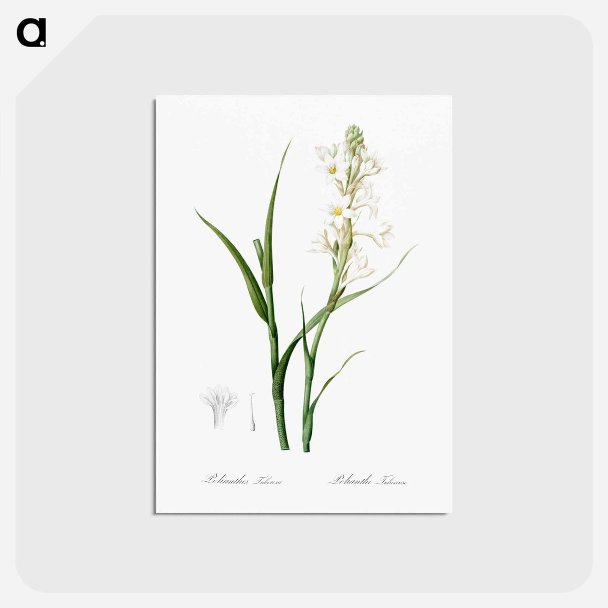 アートポストカード-Polianthes tuberosa illustration - ピエール ジョゼフ ルドゥーテ Postcard.