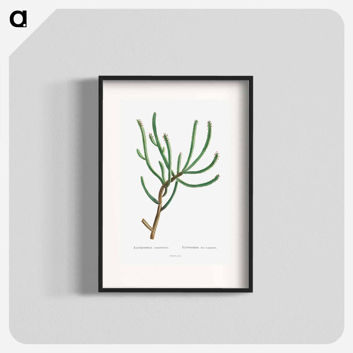 Euphorbia Canariensis - Pierre Joseph Redouté Poster.