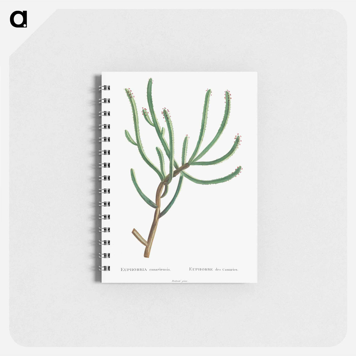 アートメモ帳-Euphorbia Canariensis - ピエール ジョゼフ ルドゥーテ Memo.