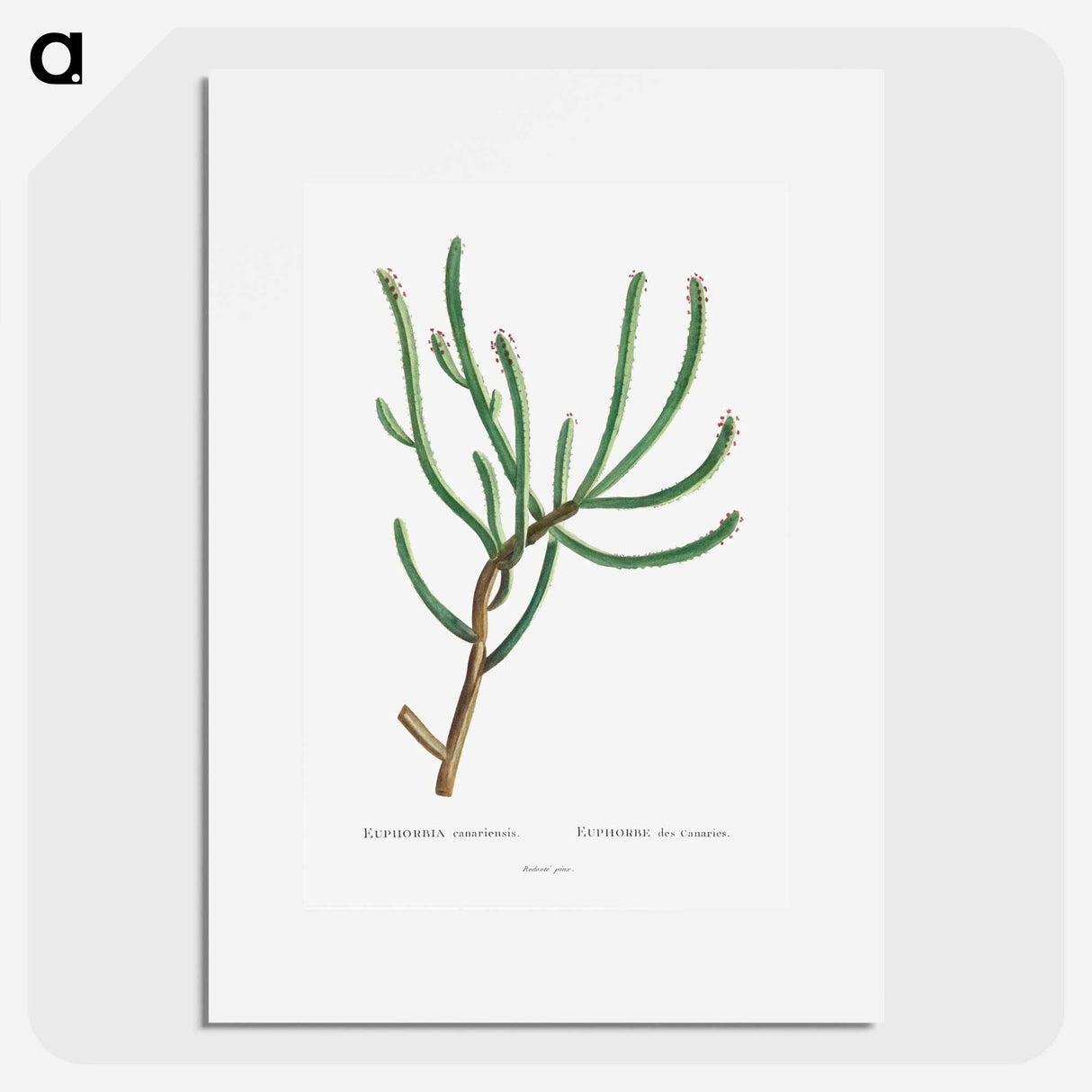 Euphorbia Canariensis - Pierre Joseph Redouté Poster.