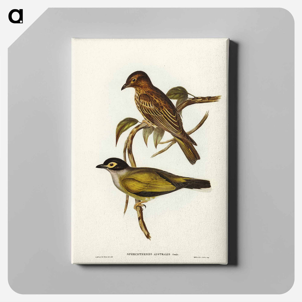 アートパネル-Australian Sphecotheres
- ジョン グールド Canvas.