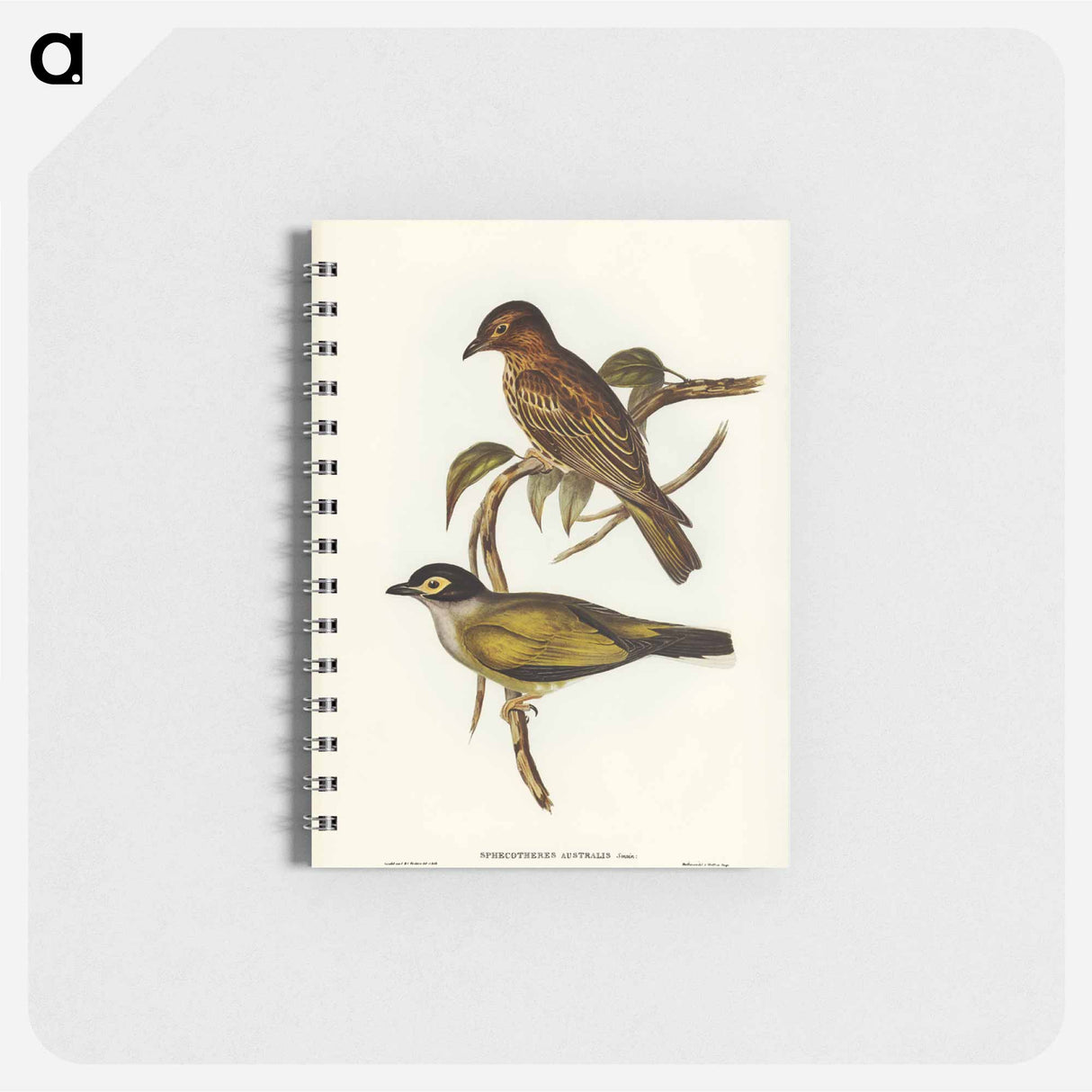 アートメモ帳-Australian Sphecotheres
- ジョン グールド Memo.