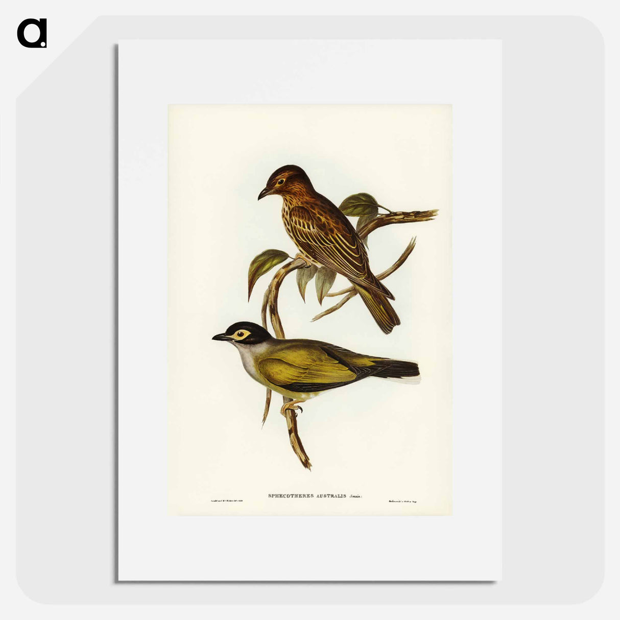 アートポスター-Australian Sphecotheres
- ジョン グールド Poster.