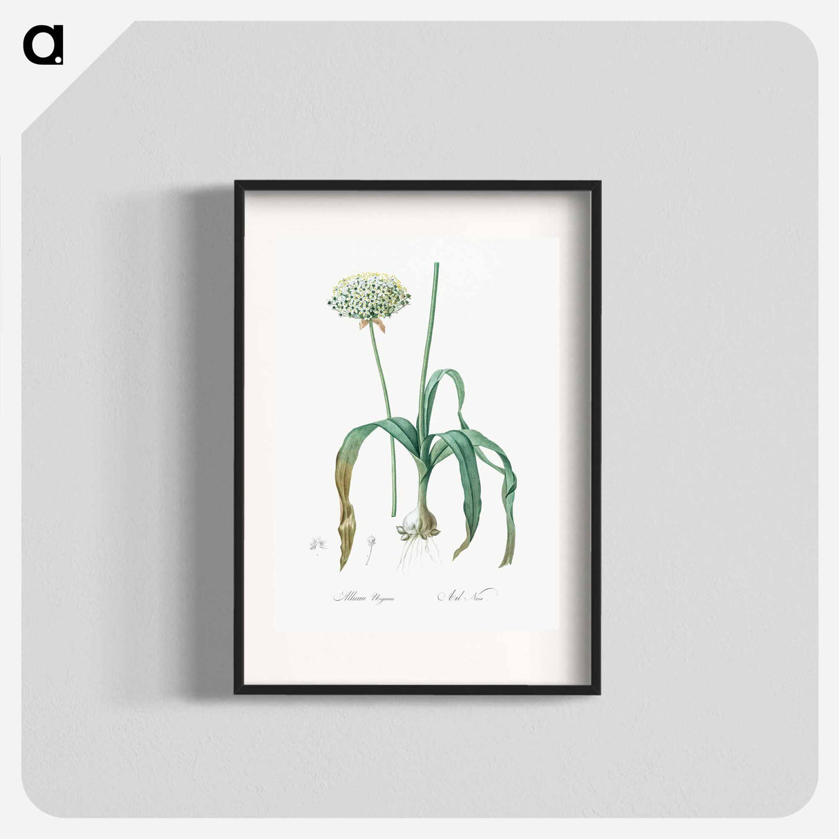 アートポスター-Black garlic illustration - ピエール ジョゼフ ルドゥーテ Poster.