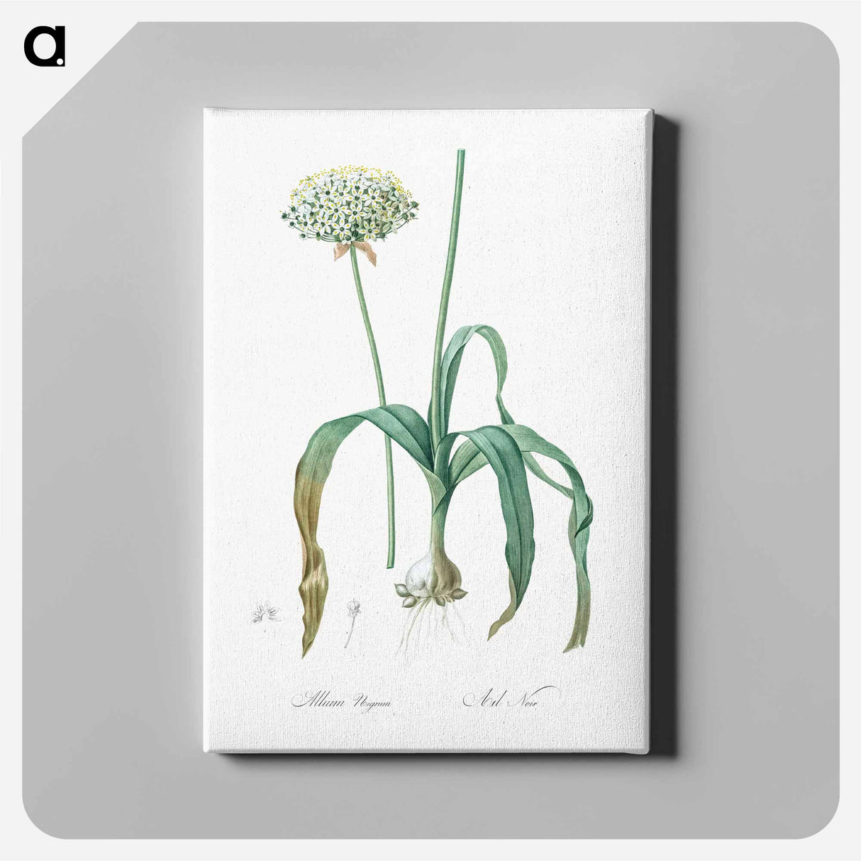 Black garlic illustration - Pierre Joseph Redouté Canvas.