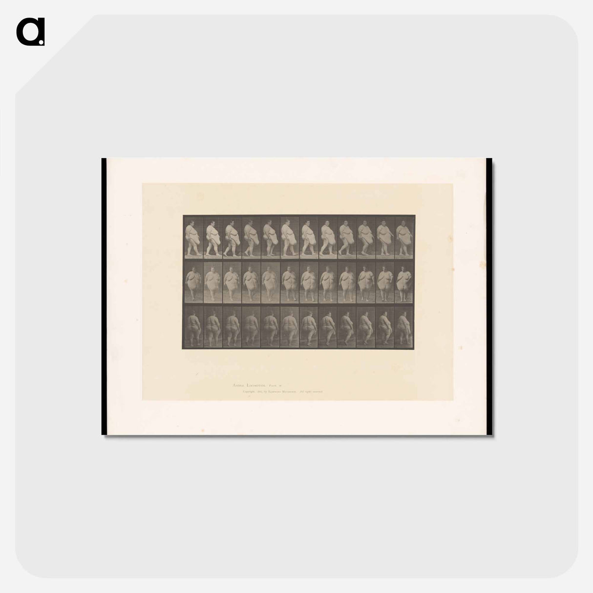 アートポストカード-Obese Woman Walking
- エドワード マイブリッジ Postcard.