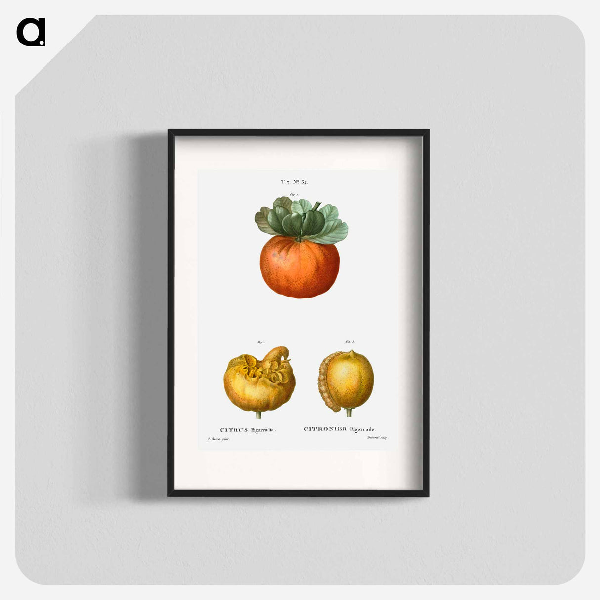 アートポスター-Bigarade orange - ピエール ジョゼフ ルドゥーテ Poster.