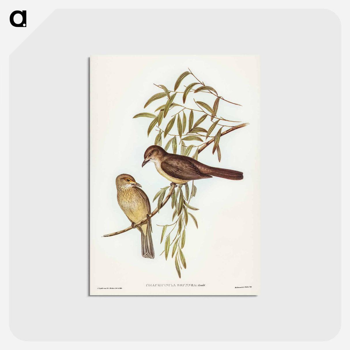 アートポストカード-Brown Colluricincla
- ジョン グールド Postcard.