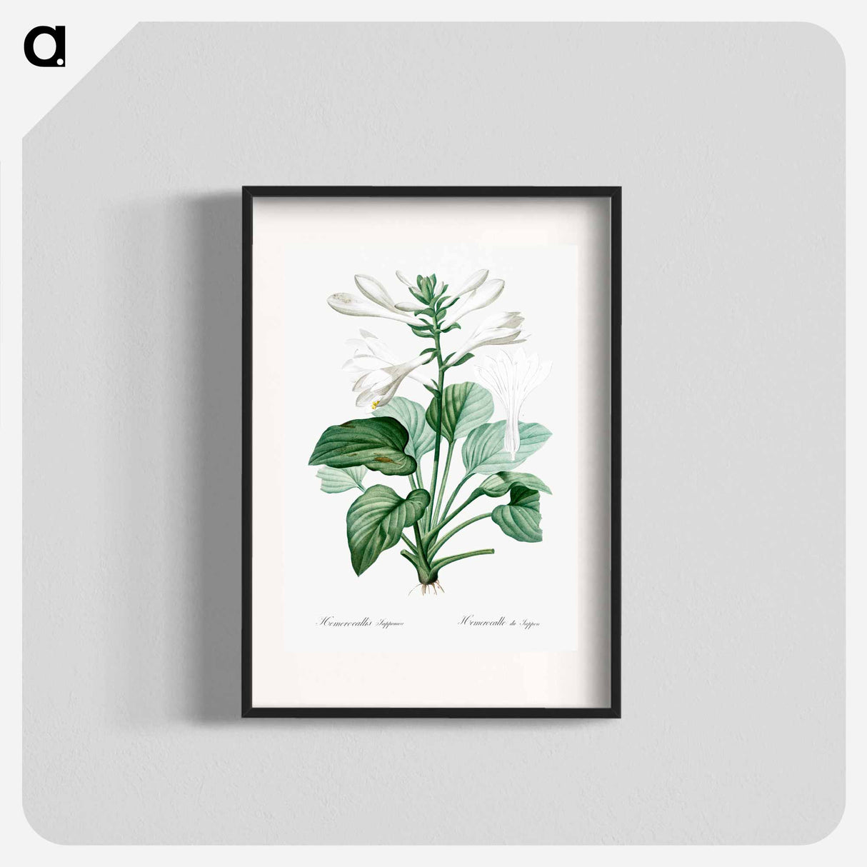 Daylily illustration - Pierre Joseph Redouté Poster.