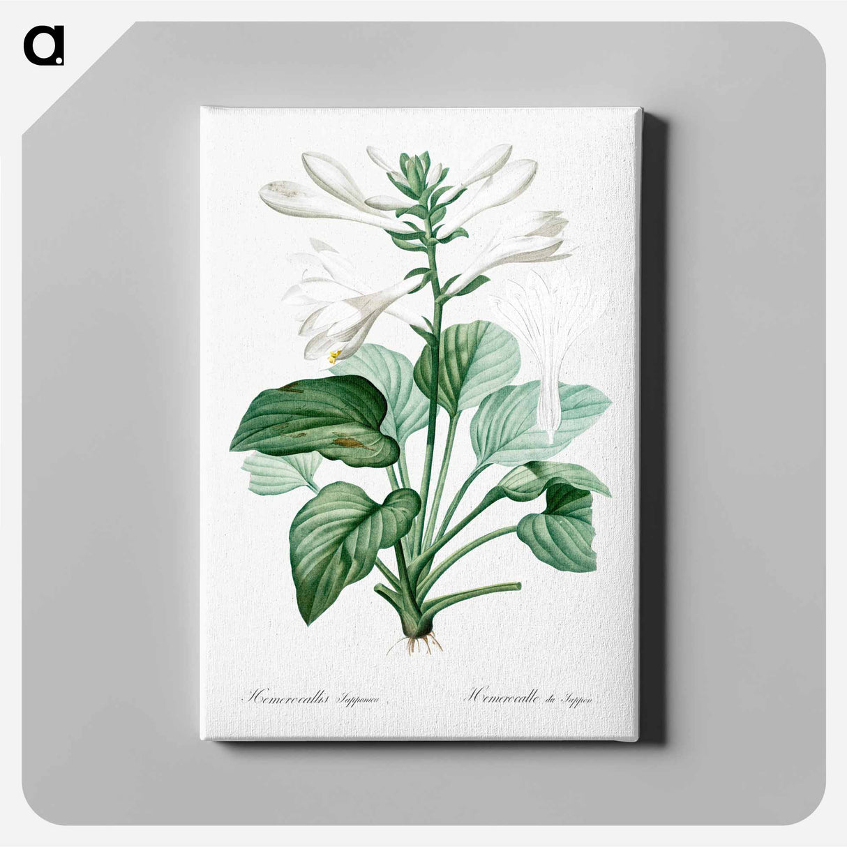 Daylily illustration - Pierre Joseph Redouté Canvas.