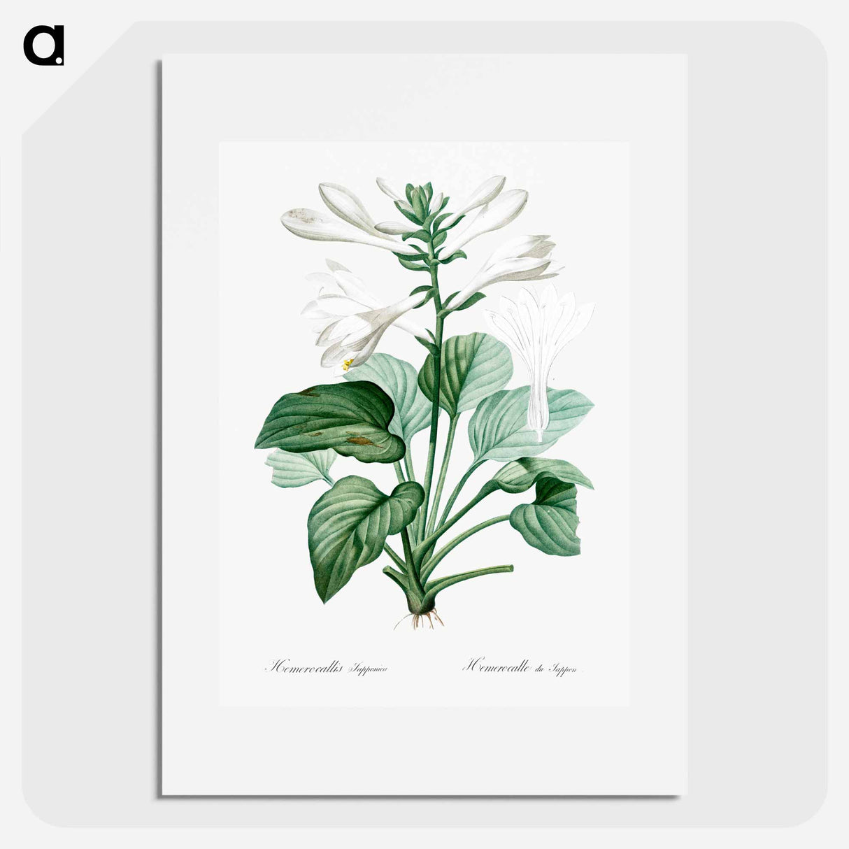 Daylily illustration - Pierre Joseph Redouté Poster.