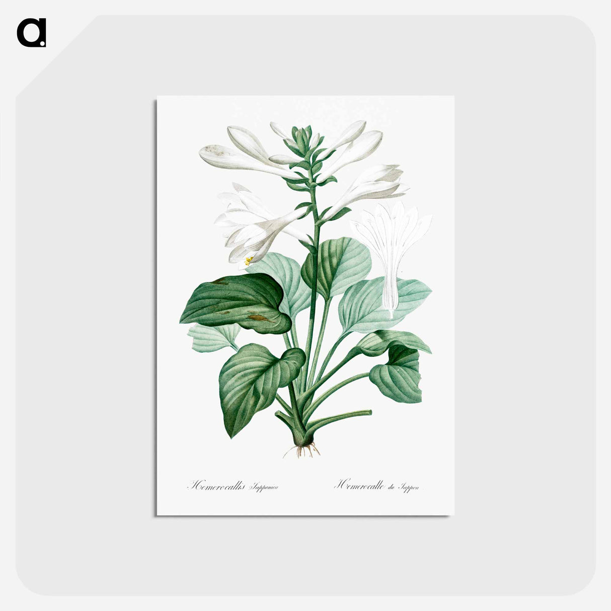 アートポストカード-Daylily illustration - ピエール ジョゼフ ルドゥーテ Postcard.