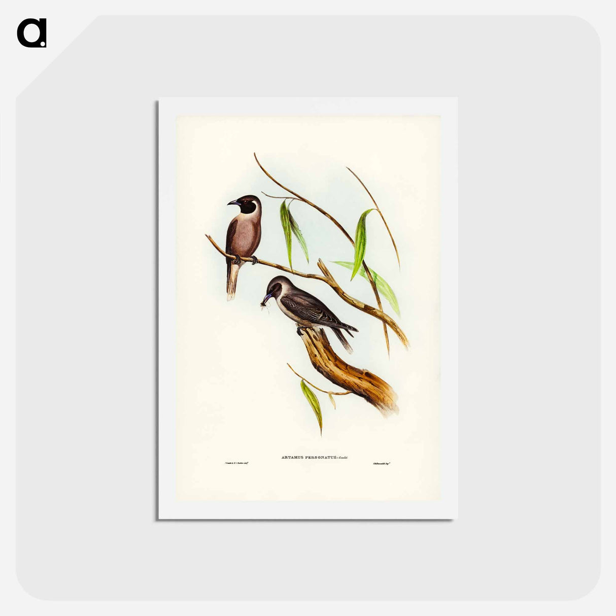 アートポストカード-Masked Wood Swallow
- ジョン グールド Postcard.