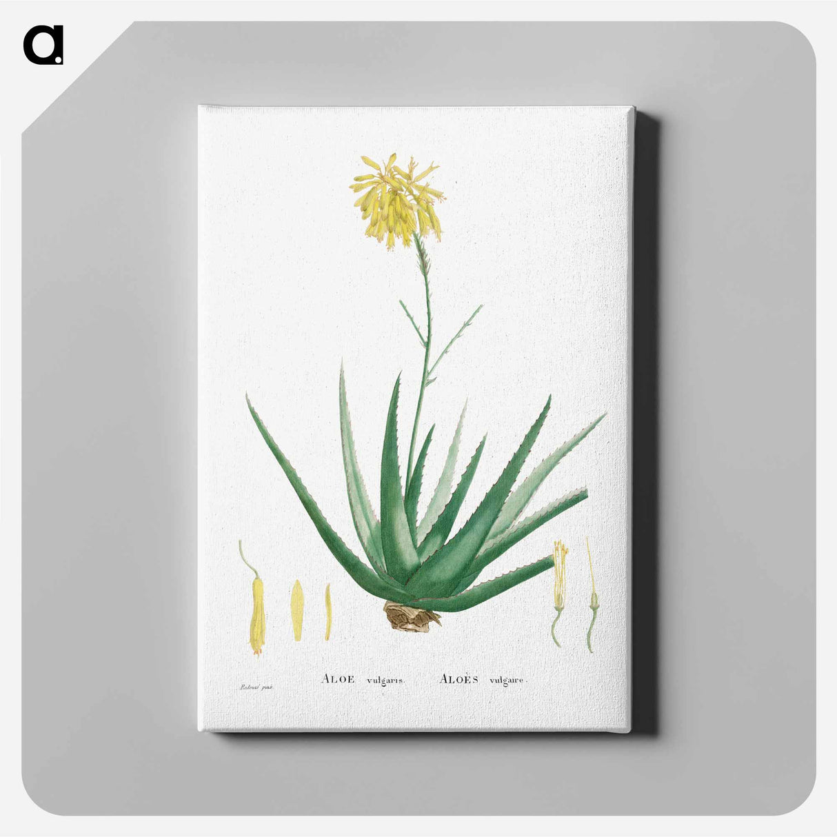 アートパネル-Aloe Vulgaris (Aloe Vera) - ピエール ジョゼフ ルドゥーテ Canvas.