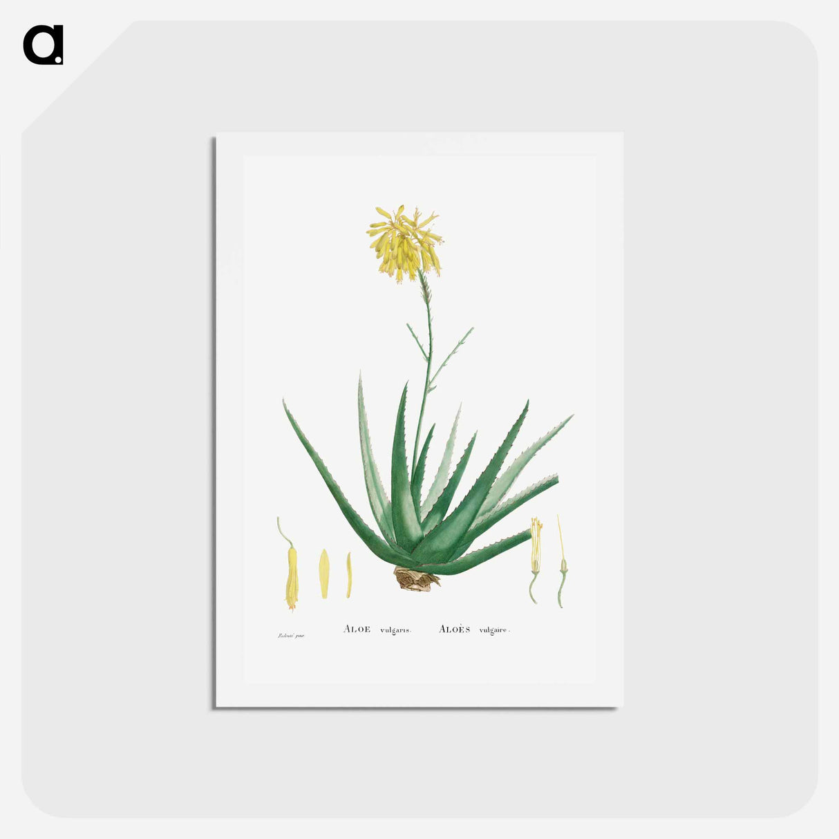 アートポストカード-Aloe Vulgaris (Aloe Vera) - ピエール ジョゼフ ルドゥーテ Postcard.