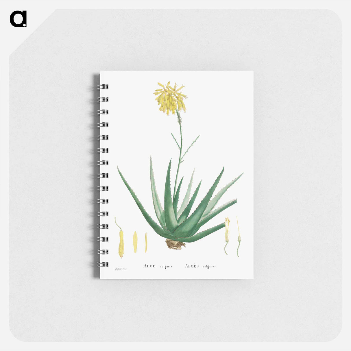 Aloe Vulgaris (Aloe Vera) - ピエール ジョゼフ ルドゥーテ Memo.