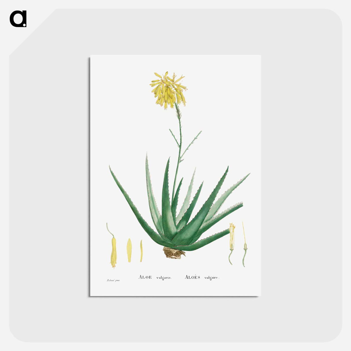 アートポストカード-Aloe Vulgaris (Aloe Vera) - ピエール ジョゼフ ルドゥーテ Postcard.