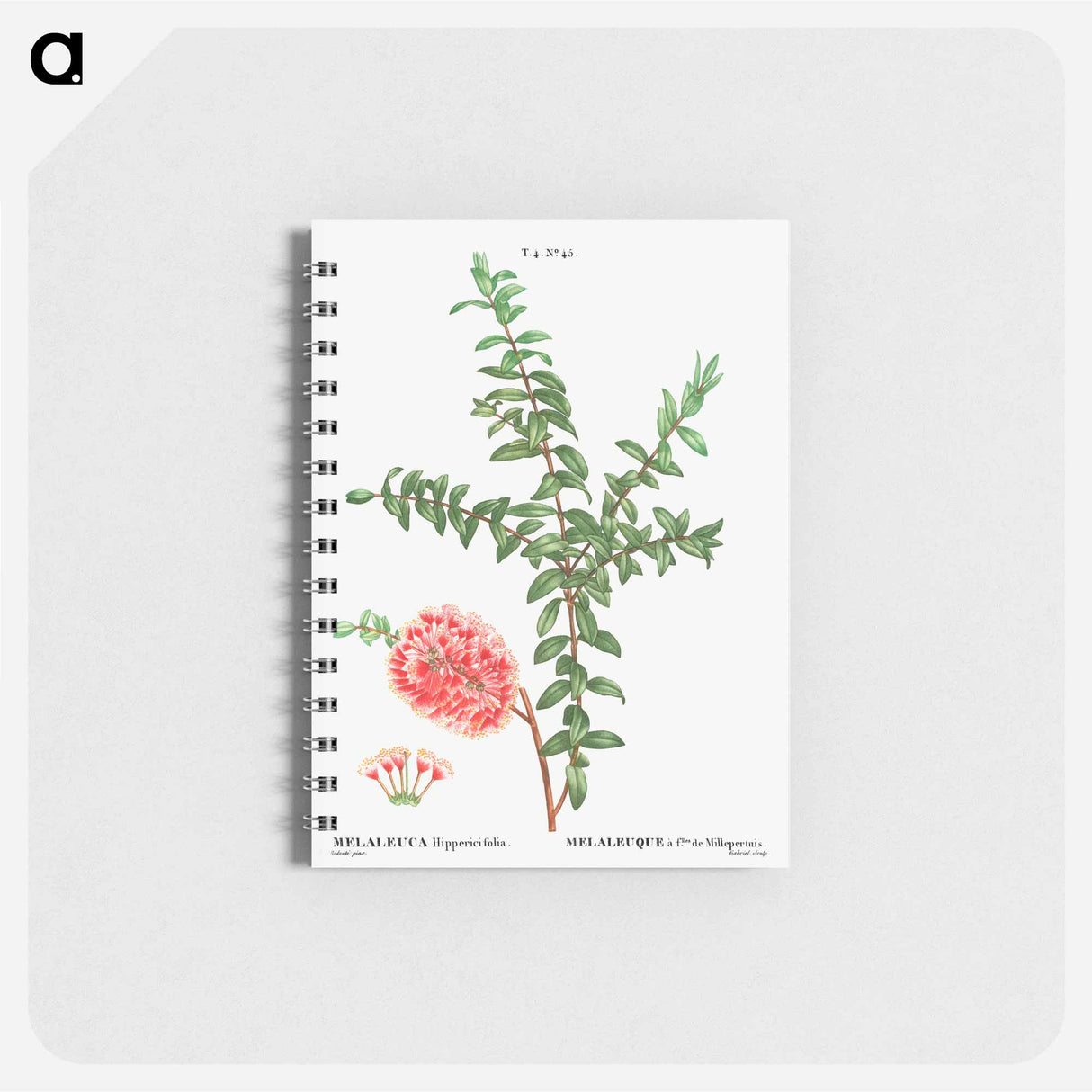 Hillock bush - ピエール ジョゼフ ルドゥーテ Memo.