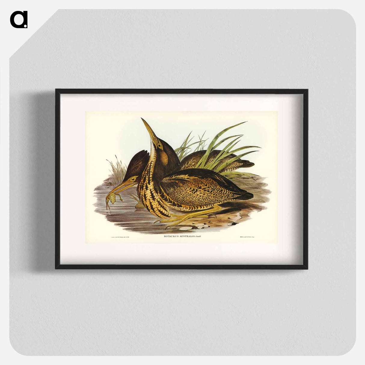 アートポスター-Australian Bittern
- ジョン グールド Poster.