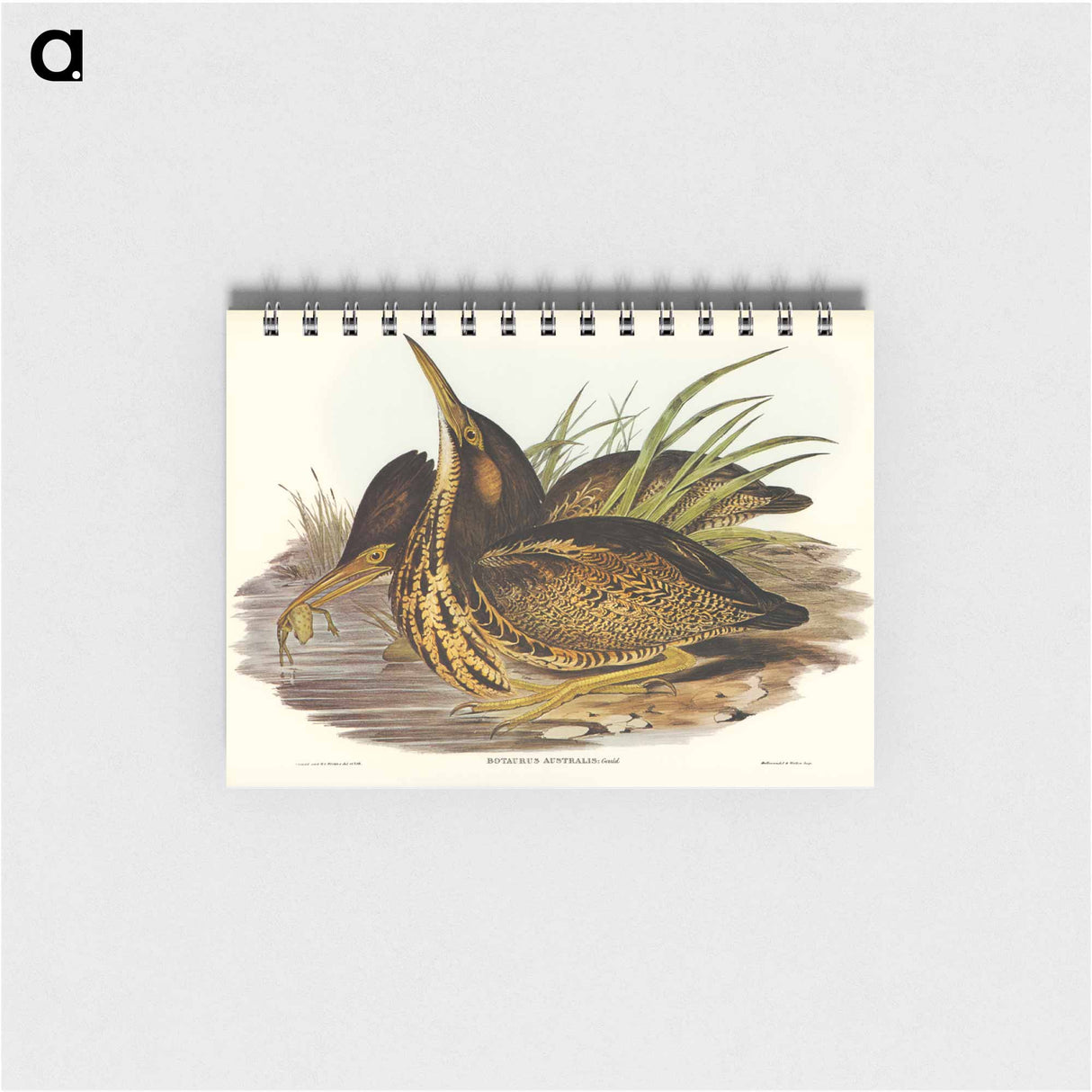 アートメモ帳-Australian Bittern
- ジョン グールド Memo.