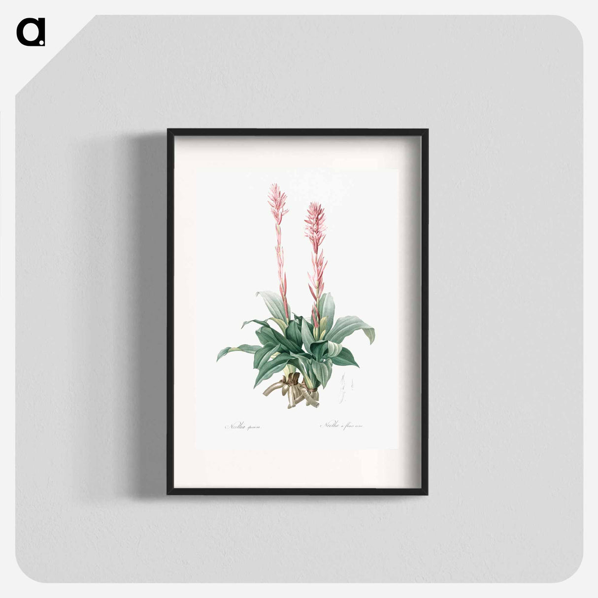 Latin American lady orchid illustration - Pierre Joseph Redouté Poster.