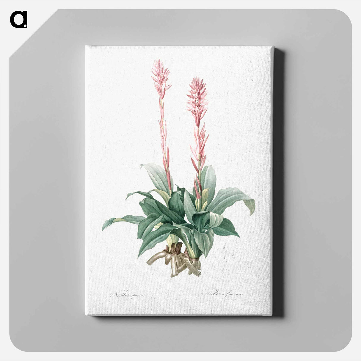 Latin American lady orchid illustration - Pierre Joseph Redouté Canvas.