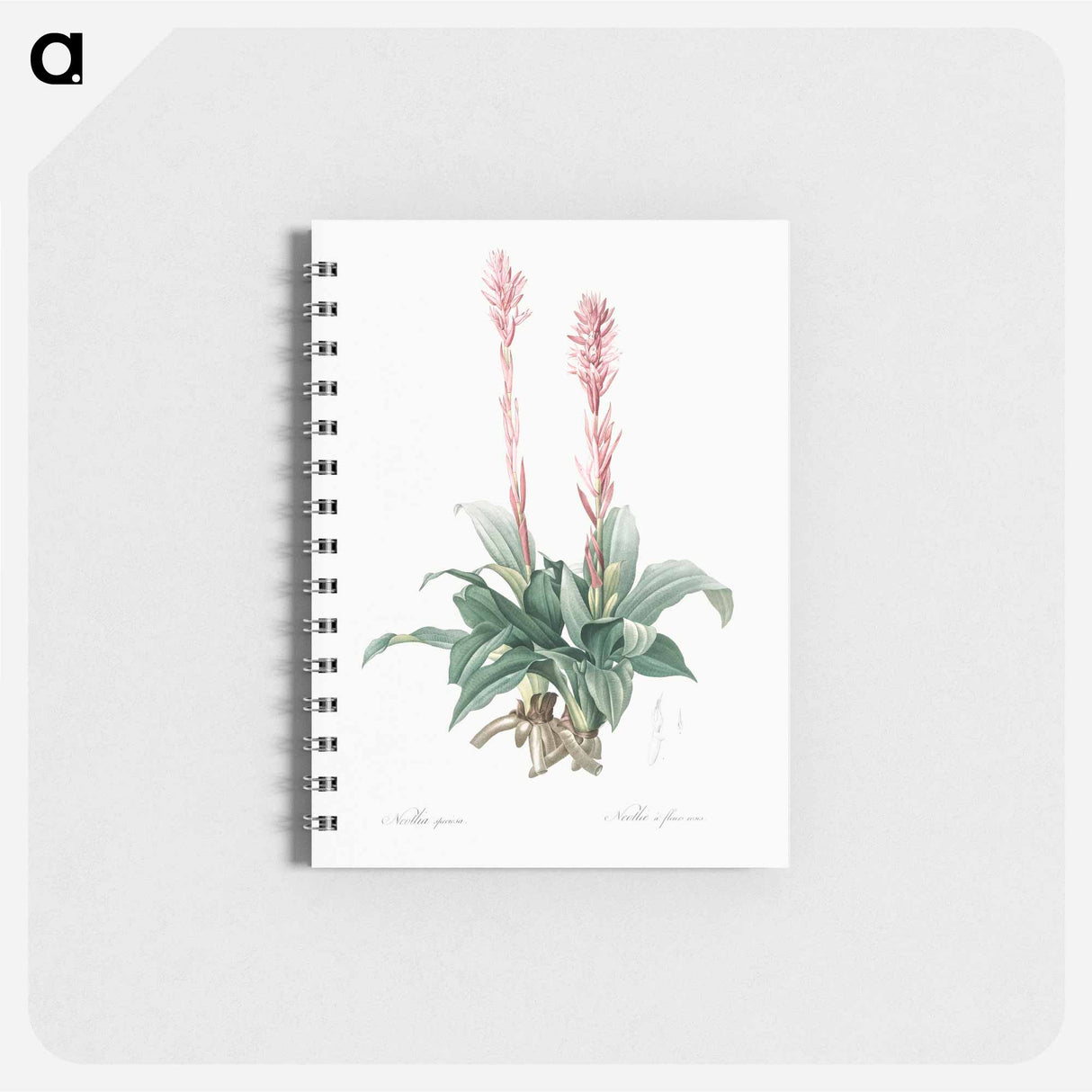 アートメモ帳-Latin American lady orchid illustration - ピエール ジョゼフ ルドゥーテ Memo.