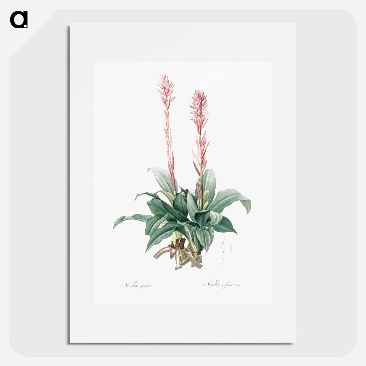 Latin American lady orchid illustration - Pierre Joseph Redouté Poster.
